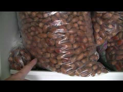 Видео: Как вырастить дуб. Хранение желудей.