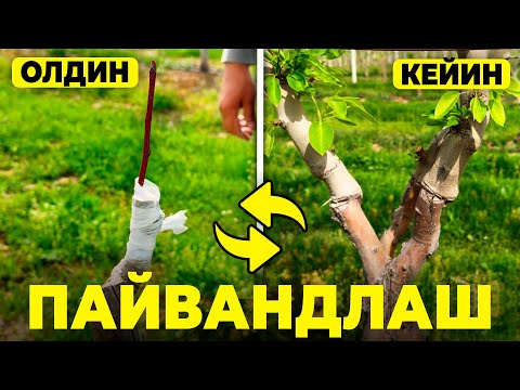 Видео: ЯНГИ ПАЙВАНД УСУЛЛАРИНИ СИНАБ КЎРГАНМИСИЗ? | ШУҲРАТ АБРОРОВ #gilos #olma #nok #payvand
