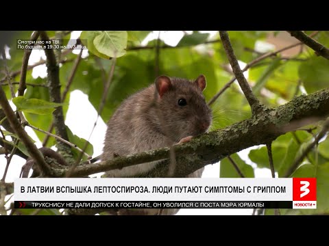 Видео: Опасная болезнь! Не путайте симптомы с гриппом! «Новости+», 30 октября 2025 г.