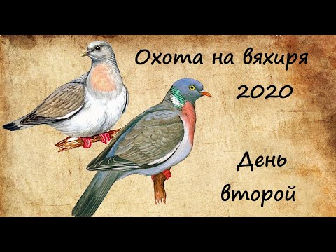 Видео: Охота на вяхиря_День второй