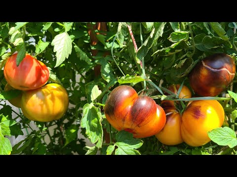 Видео: ЗДОРОВЫЕ ТОМАТЫ , КОТОРЫЕ ПЛОДОНОСЯТ ДО ПОЗДНЕЙ ОСЕНИ.😍