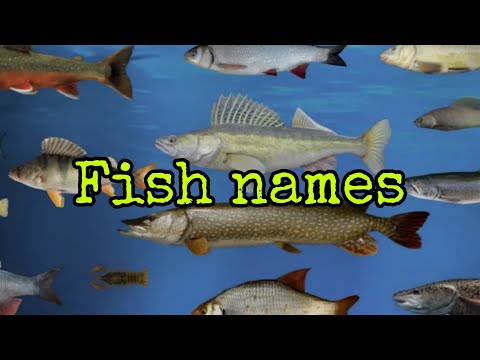 Видео: Fish names in English. Рыбы на английском языке детям #fish#names
