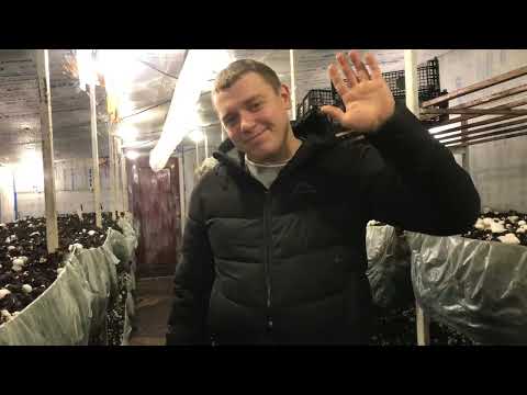 Видео: ШАМПИНЬОНЫ ВСЁ!!!! Итоги новогодней загрузки!