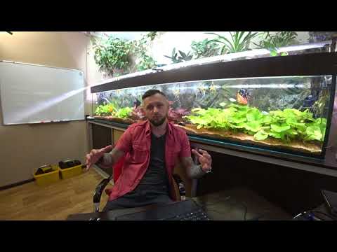 Видео: Сколько раз кормить малька/почему убрал коряги/место ли скату и ароване в 750л ?!