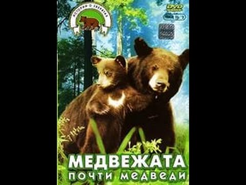 Видео: Медвежата. Почти медведи. Cubs. Almost bears.