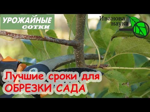 Видео: ДЛЯ УРОЖАЯ! Обрезка яблонь и других плодовых деревьев осенью. Когда лучше всего обрезать сад?