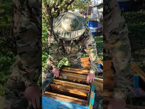 Видео: Собираю гнезда в зиму #пчеловодство #бакфаст #липецк48 #пчеловод #пасека 