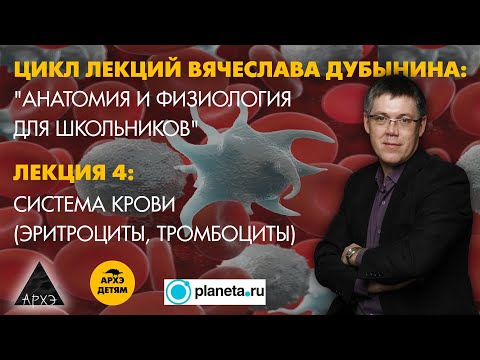 Видео: Вячеслав Дубынин: "Система крови" (Лекция 4)