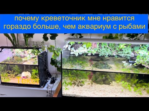 Видео: Почему креветочник мне нравится гораздо больше, чем аквариум с рыбками. Обзор моих палюдариумов.