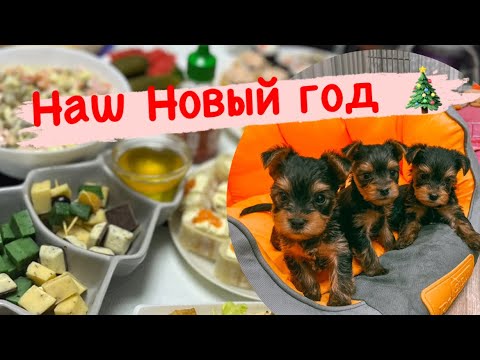 Видео: VLOG❤️Наш новый год|собачки|подготовка,новогодняя суета!! Йоркширские терьеры | ДЕНЬ С НАМИ 31.12.22