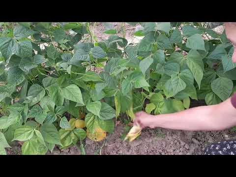 Видео: Ситуация в огороде