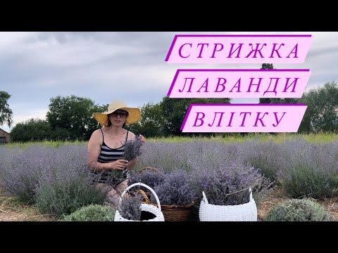 Видео: Стрижка лаванди влітку. Скільки разів стригти? Для чого стригти? Як сушити букети з лаванди?