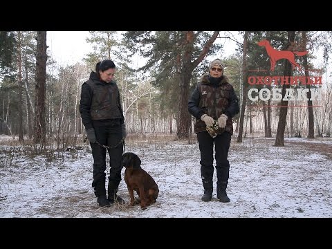 Видео: Охотничьи собаки. 30 серия. Баварская гончая