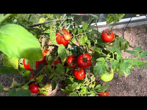 Видео: Обзор огорода на 05.08.2023