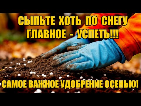 Видео: САМОЕ ВАЖНОЕ ОСЕННЕЕ УДОБРЕНИЕ! СЫПЬТЕ ХОТЬ ПО СНЕГУ!