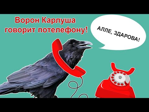 Видео: Ворон Карлуша говорит по телефону