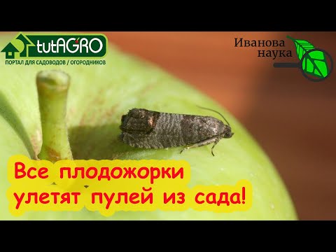 Видео: САД БЕЗ ЧЕРВЕЙ! ЯБЛОКИ, ГРУШИ, СЛИВЫ и АБРИКОСЫ без червей и гнили! Только вкусные фрукты без химии.