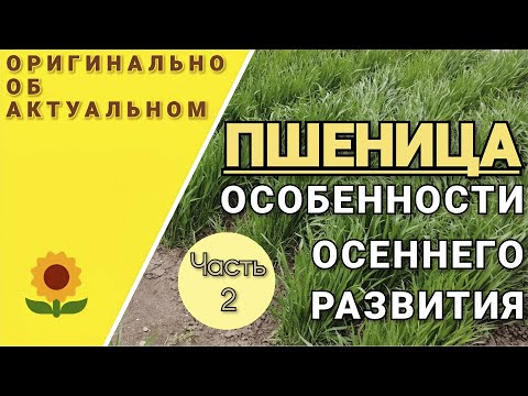 Видео: Повышение урожайности озимой пшеницы. Как сроки сева влияют на озимую пшеницу.