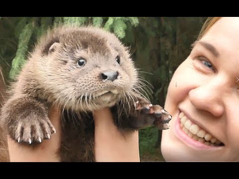 Видео: Выдренок ходит на работу!