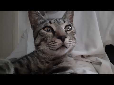 Видео: Вот такой вот 