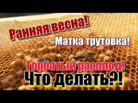 Видео: Матка трутовка! Ранняя весна! Как исправить!? Что делать!?