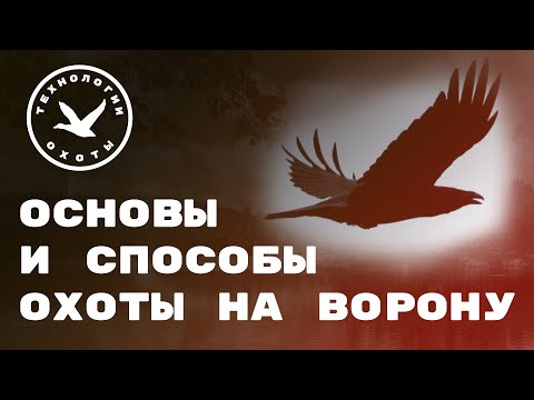 Видео: Основы, теория и практика охоты на ворону