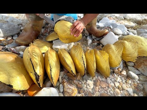 Видео: 30 -Year -Sold размножающаяся жемчужная раковина. Большое количество золотистого жемчужного раковины