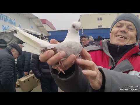 Видео: 06.04.24 Большая Сборная Ярмарка Голубей. Москва. часть 3