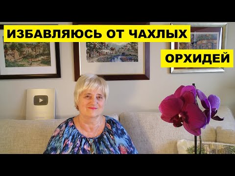 Видео: ИЗБАВЛЯЮСЬ ОТ ЧАХЛЫХ ОРХИДЕЙ..УМЕЛЕЦ ДЛЯ ШКАФА НАШЁЛСЯ..СИДИМ НА ЛАВОЧКЕ