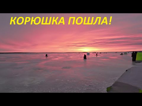 Видео: рыбалка на корюшку. Имандра радует уловом!