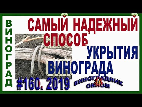 Видео: 🍇 КАК УКРЫТЬ ВИНОГРАД НА ЗИМУ. 30 летний ОПЫТ. САМЫЙ ПРОСТОЙ СПОСОБ. Укрытие винограда землей.