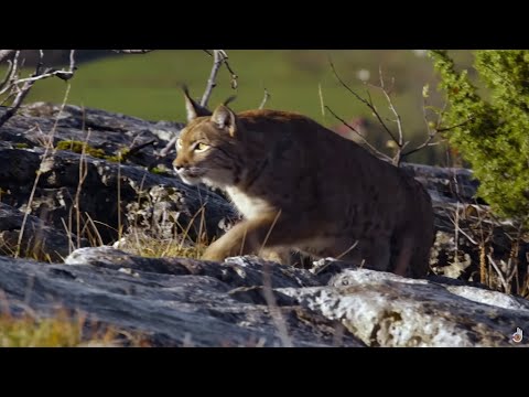 Видео: Дикая природа Франции