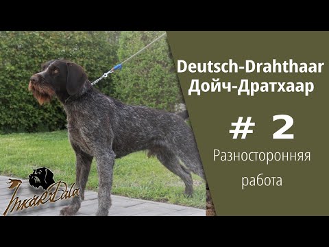 Видео: Разносторонняя работа Дойч-Дратхаара  2 серия