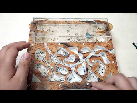 Видео: Что будет если оставить муравьиную ферму на 10 дней?