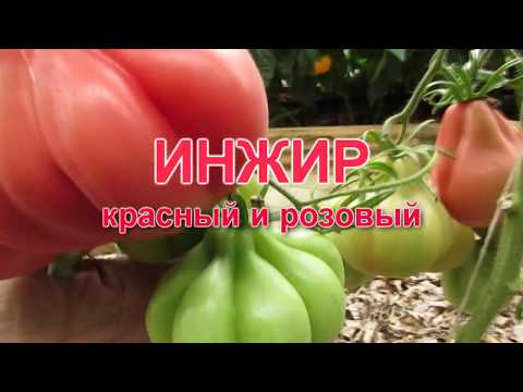 Видео: ИНЖИР (красный и розовый)