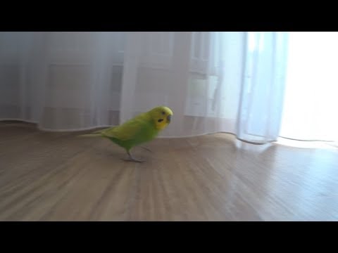 Видео: СУББОТНИЙ ДЕНЬ ПОПУГАЯ ТОШИ ▶️ ПОПУГАЙ ИГРАЕТ  В ПРЯТКИ ▶️ зеленый попугайчик TV