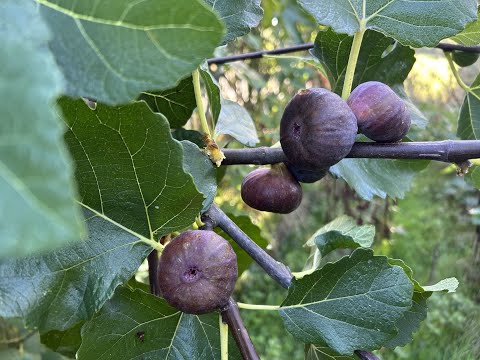 Видео: Ficus Carica. Fig. Инжир во Франции. Видео от  1-2 сентября. Сорта Honey Oregon, JEG, Ice Cristal.