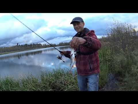 Видео: Осіння рибалка на ультралайт на озері. Ловимо ОКУНЯ на микрухи.