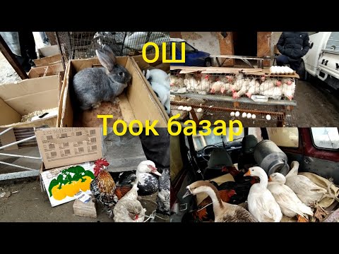 Видео: Ош Тоок базар/Бройлер, Брама,Кааз, Коён,Индюк, Ордок, Кохун.20.03.22 @baa kg