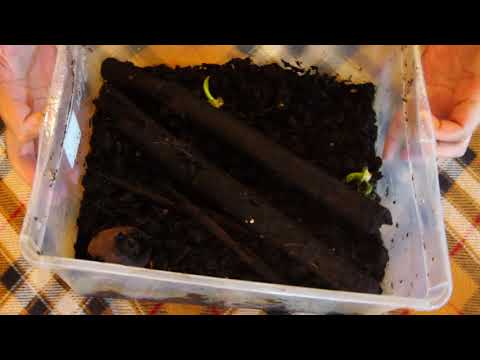 Видео: Суринамский таракан (Pycnoscelus surinamensis) разведение и условия содержания