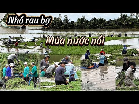 Видео: Сорвите три букета цветков реки Кай Тай из каналов и принесите их в аптеку дяди Ту Нгоана.