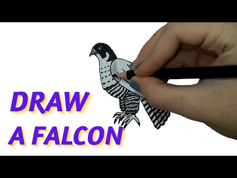 Видео: Птица Сокол - Рисую Карандашами