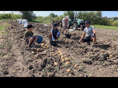 Видео: «Берніна» Рекордний врожай для нас картоплі! Кожен збирає собі!