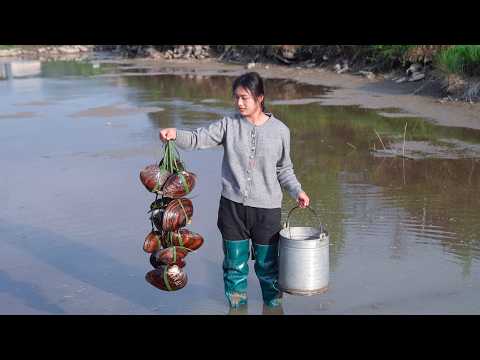 Видео: Осушение воды из пруда! Ловля ракушек, вьюнов, раков и много рыбы!