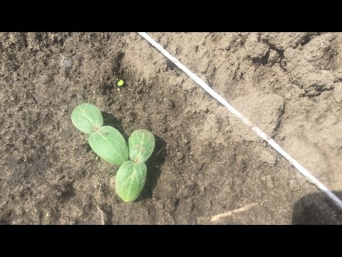 Видео: Посеянные огурчики взошли через шесть дней. СЕЕМ ОГУРКИ!!