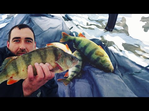 Видео: ОГРОМНЫЕ ОКУНИ гнут УДОЧКУ и  РВУТ ЛЕСКУ! Нашёл  ОКУНЕЙ-МОНСТРОВ, но вдруг случилось ЭТО......!!!