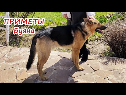 Видео: Для тех, кто хочет помочь искать Буяна. Его точные приметы.