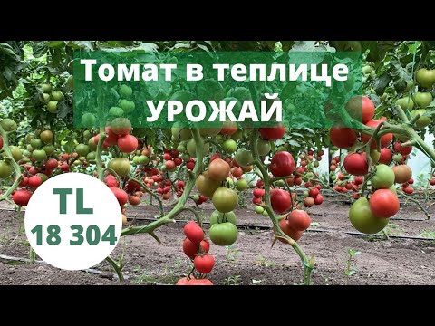 Видео: Томат в теплице. Томат розовый. Урожай томата TL 18 304.