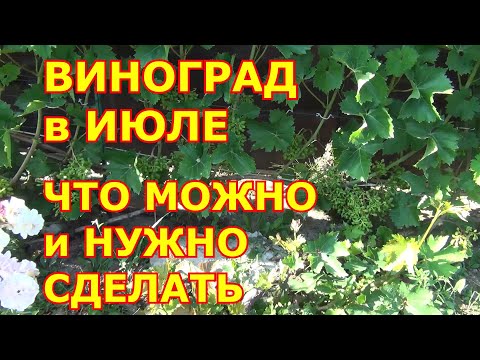 Видео: ВИНОГРАД в Подмосковье в ИЮЛЕ. Что МОЖНО и НУЖНО СДЕЛАТЬ