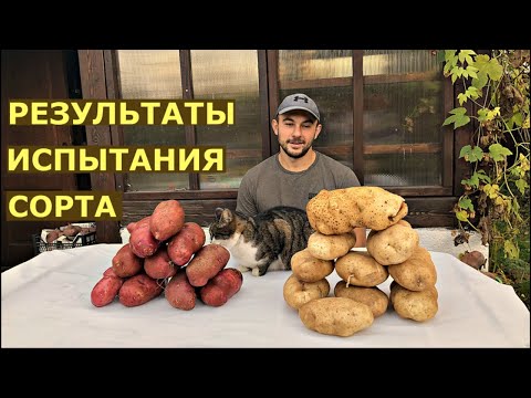 Видео: Картофель СЫНОК суперкрупный сорт